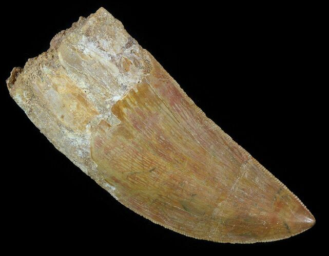 Serrated Carcharodontosaurus Tooth - No Tip Wear! #52472